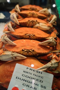 Wild Pacific Ocean Dungeness crab.