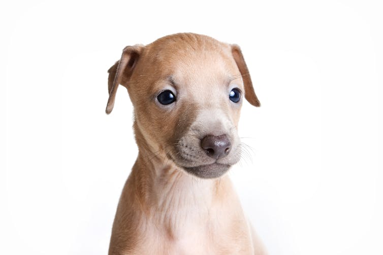 A greyhound puppy