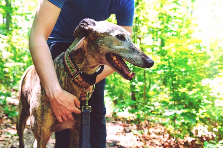 A greyhound with its owner