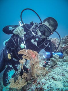 A marine biologist observing a coral.