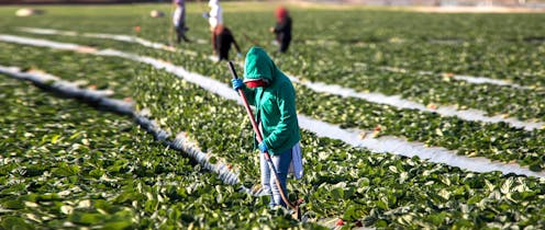 'If JobSeeker was cut, the unemployed would be picking fruit'? Why that's not true