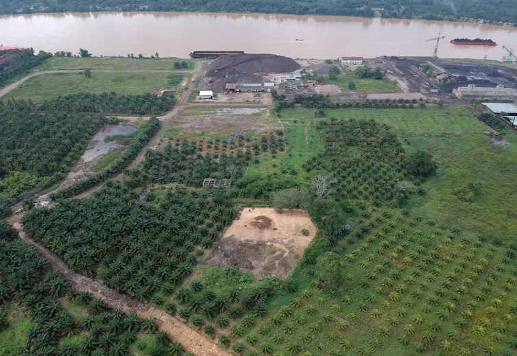 Aerial photo of palm trees.