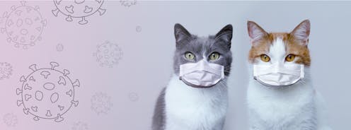 La crisis de COVID-19 está demostrando que todo esfuerzo por encontrar tratamientos y vacunas es poco. Una de las líneas que se baraja es probar medicamentos que han demostrado eficacia contra otros virus. Por eso es interesante saber que los gatos padecen enfermedades producidas por coronavirus, algunas de ellas letales, como la peritonitis infecciosa felina (PIF, o FIP en inglés). ¿Y si los medicamentos que la combaten también sirvieran para curar la enfermedad producida por coronavirus en humanos?