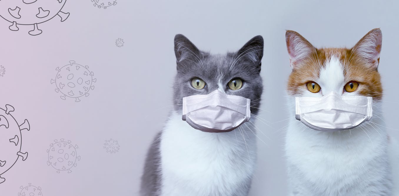El gato con gotas: aprendiendo de los veterinarios en la lucha contra  COVID-19