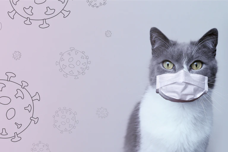 Dos gatos con mascarilla con un fondo dibujado de coronavirus.