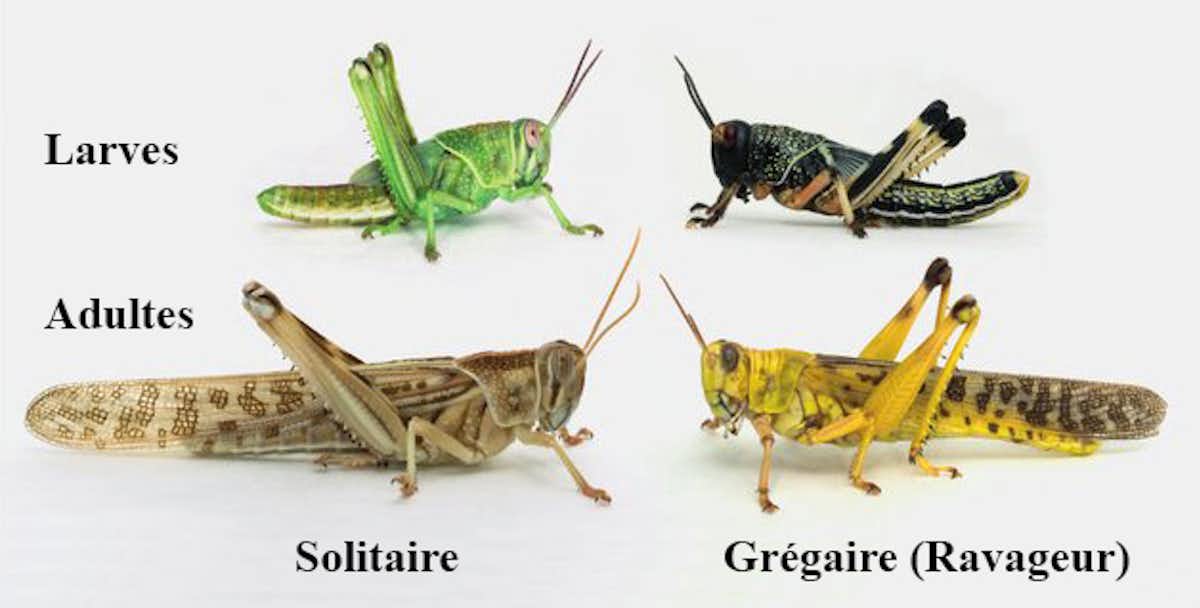 Invasion de criquets pèlerins le vieux cauchemar est de retour ANAB Association Nature Invasion de criquets pèlerins le vieux cauchemar est de retour ANAB Association Nature