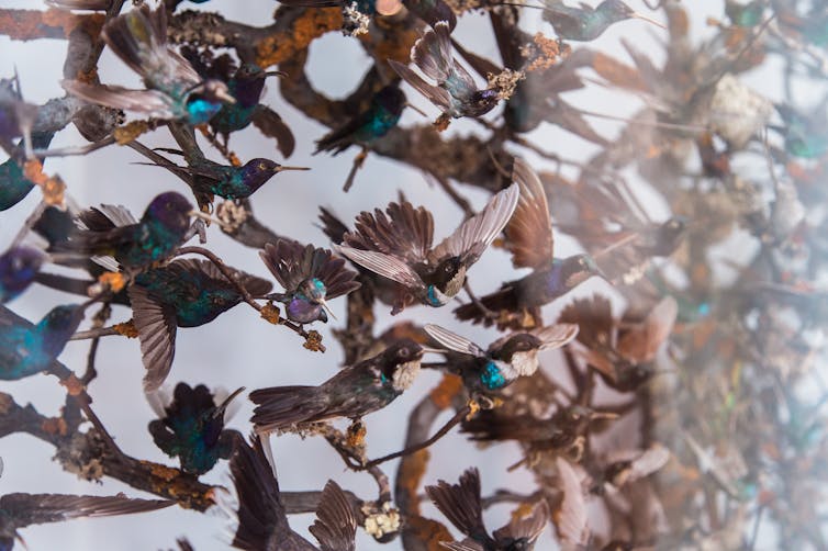 Stuffed songbirds behind glass in a museum display.