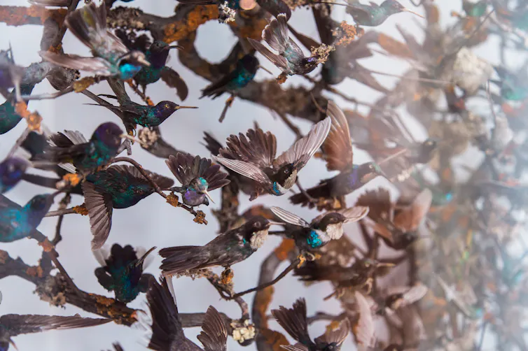 Stuffed songbirds behind glass in a museum display.