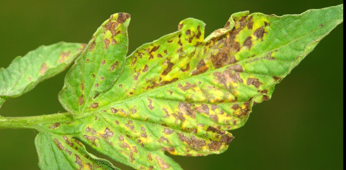 Comment reconnaître les maladies des plantes ?