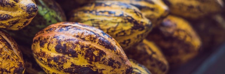 Frutas de cacao. Shutterstock / Elizaveta Galitckaia