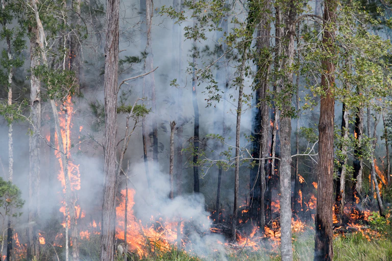 Fire and smoke in a forest