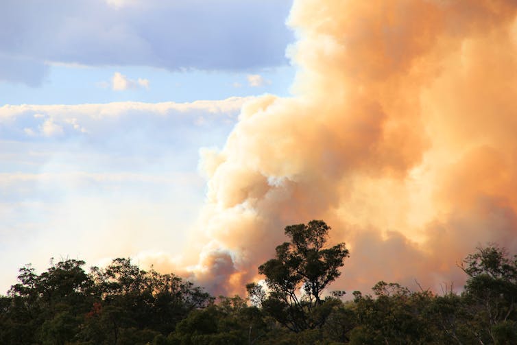 A huge plume of smoke coming from a forest