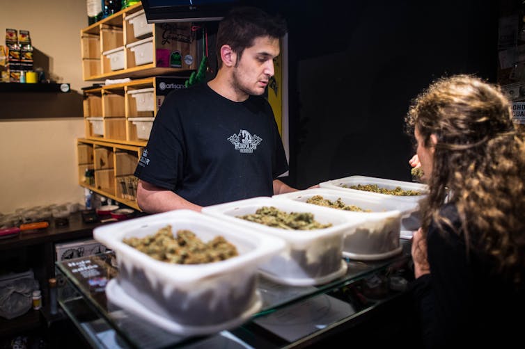 two people looking at trays of cannabis
