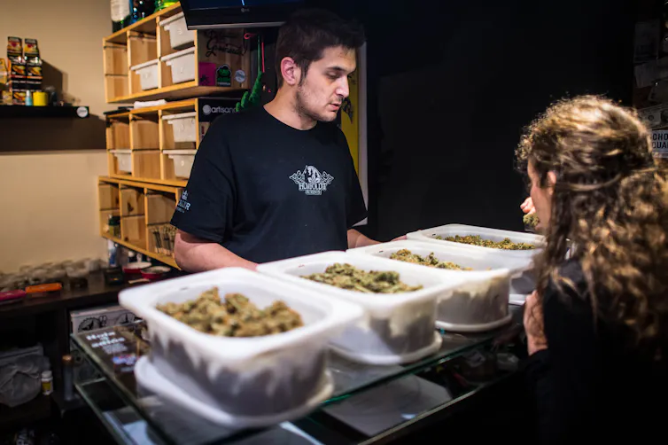 Two people looking at trays of cannabis