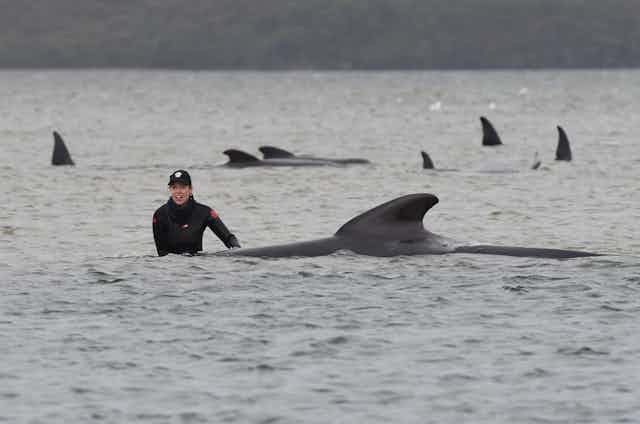 A person in a wetsuit and cap beside one of the stranded whales