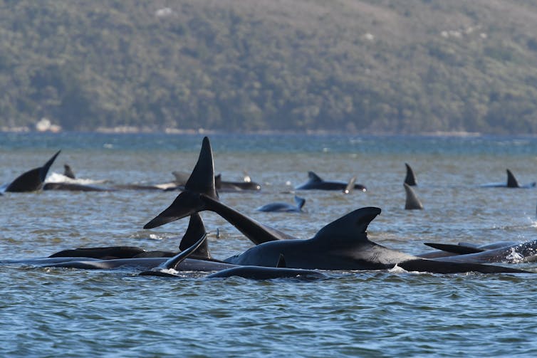 Stranded pilot whales