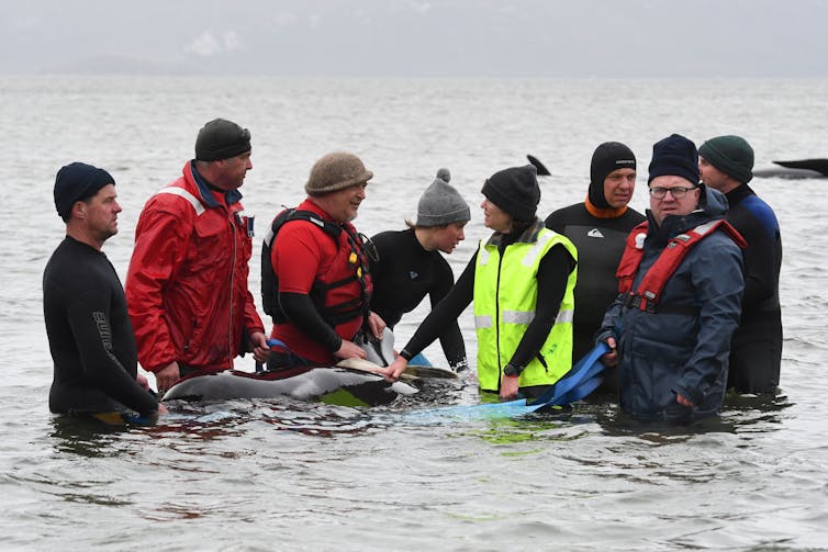 Eight people surround a whale in shallow water.