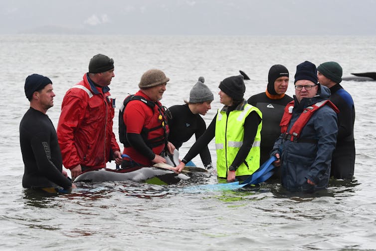 Tasmania's whale stranding tragedy explained