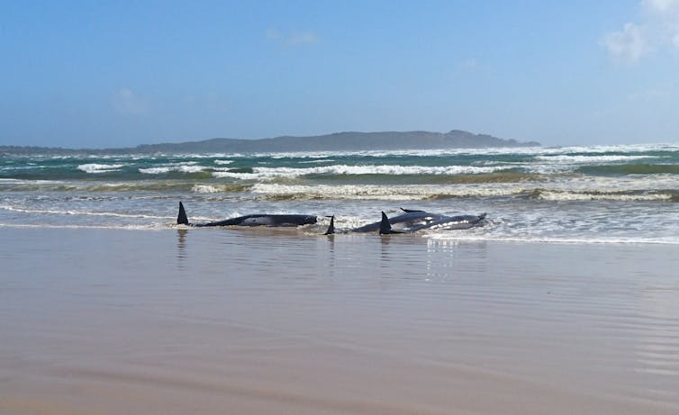 Two stranded whales on the beach