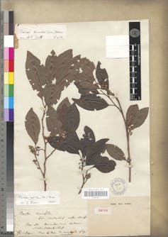 The isotype, or defining specimen of Turraea rutilans, originally named Baretia bonafidia by Commerson. 