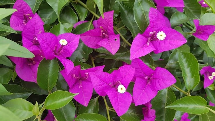 Bougainvillea, a flower named after the French explorer. Author provided