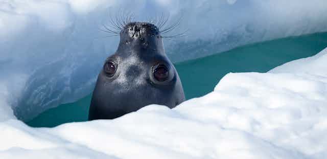 Cabeza negra de foca surgiendo del hielo mirando a cámara.