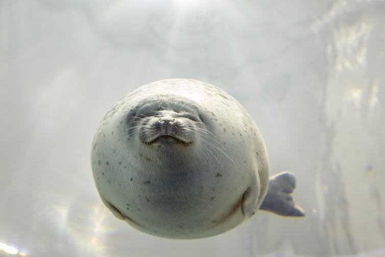 Foca de frente, gorda y esférica.