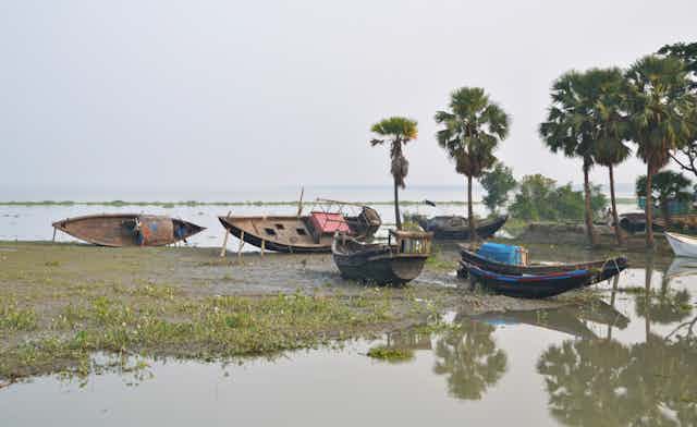 Five wooden boats lie on a mud bank surrounded by palm trees and water.