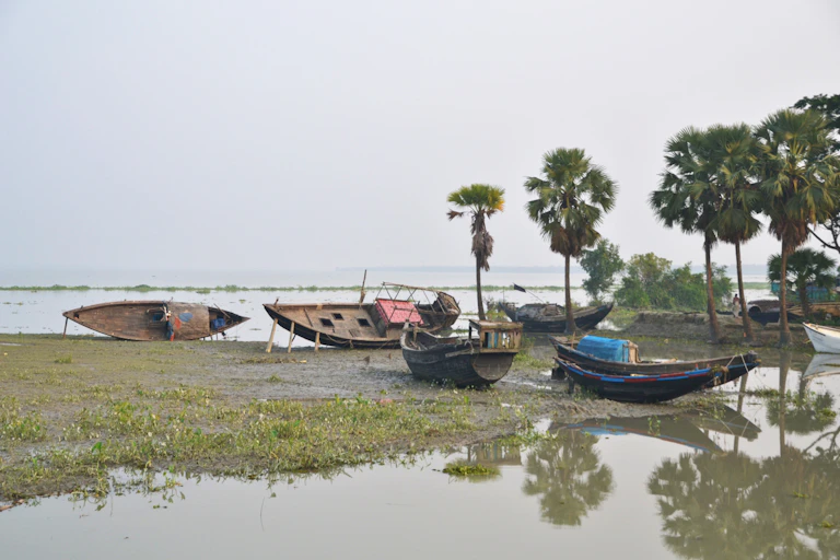 Five wooden boats lie on a mud bank surrounded by palm trees and water.