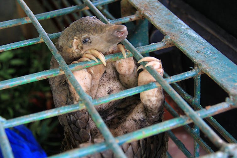 A pangolin in a cage.