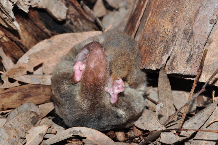 Torpor: a neat survival trick once thought rare in Australian animals is actually widespread