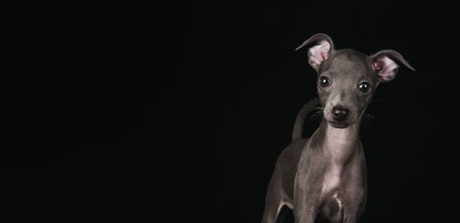 Greyhound Racing News Research And Analysis The Conversation Page 1