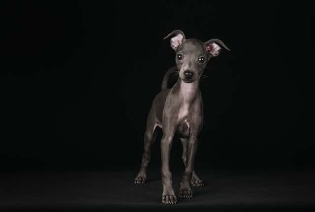 A greyhound puppy