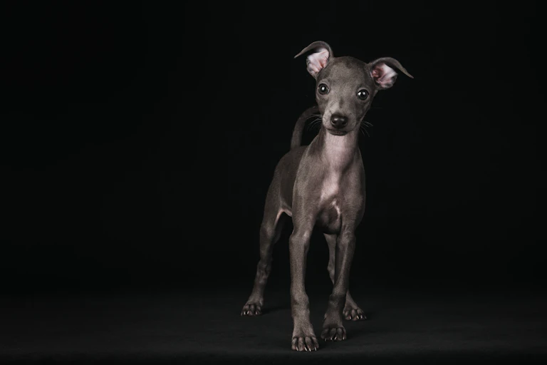 A greyhound puppy
