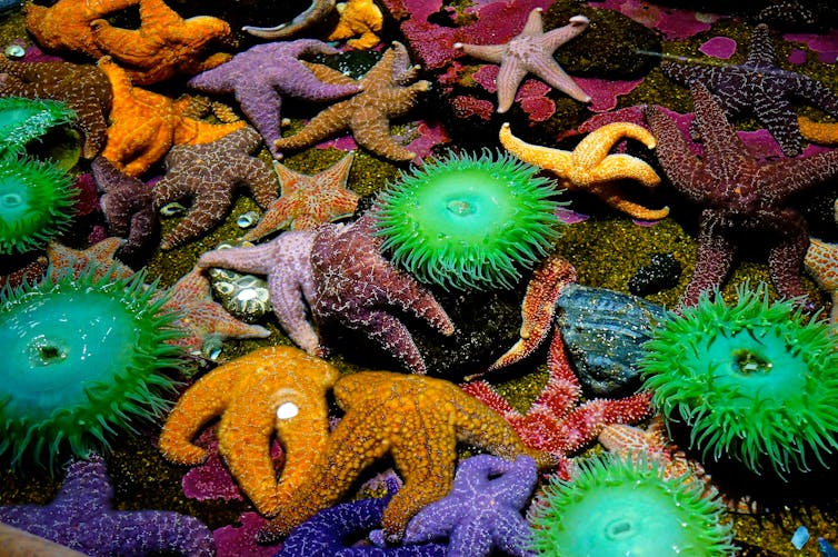 A rock pool filled with orange and purple starfish and bright green anemones.