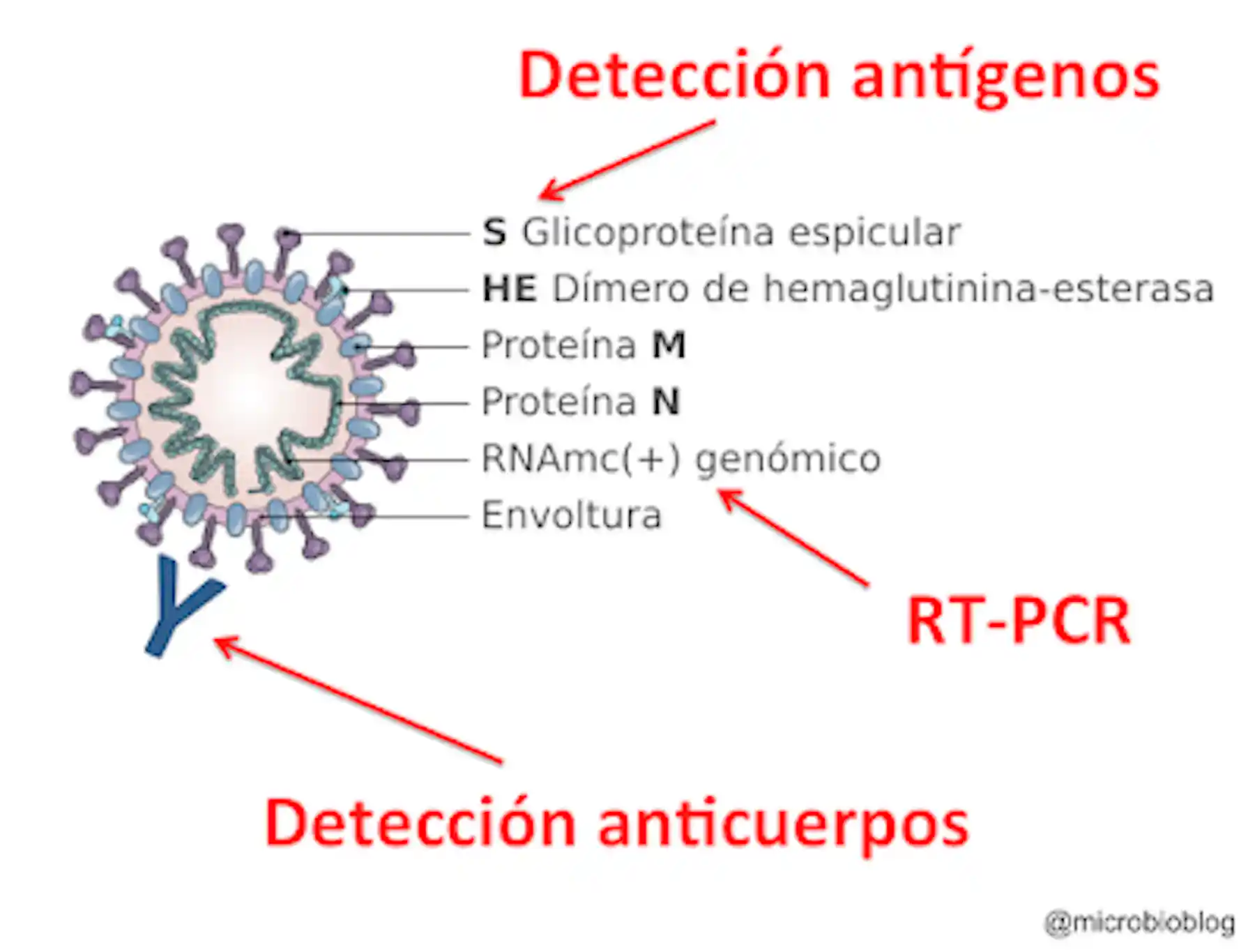 Los test de antígenos frente a la COVID-19: una herramienta que debe