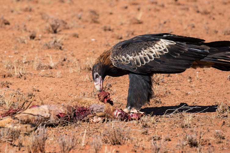 An Australian wedge-tail eagle feeds on a dead kangaroo.