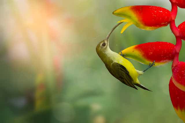 A small, green tropical bird with a long beak visits a red, tropical flower.