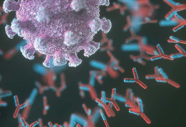 Antibodies attack a SARS-CoV-2 virus particle