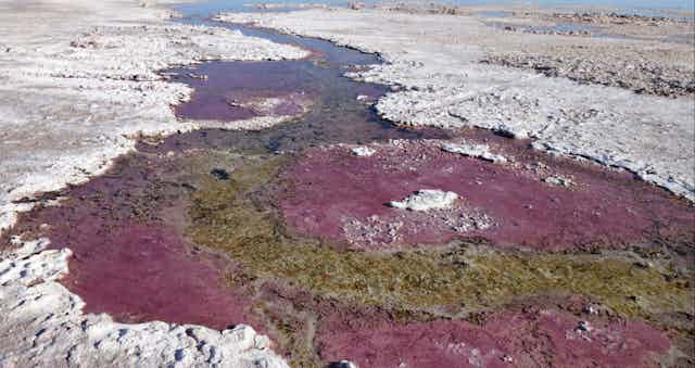 A purple stream winding through a gray, rocky plain. 