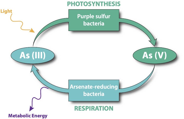 A diagram showing how arsenic can function in place of oxygen in photosynthesis and respiration.