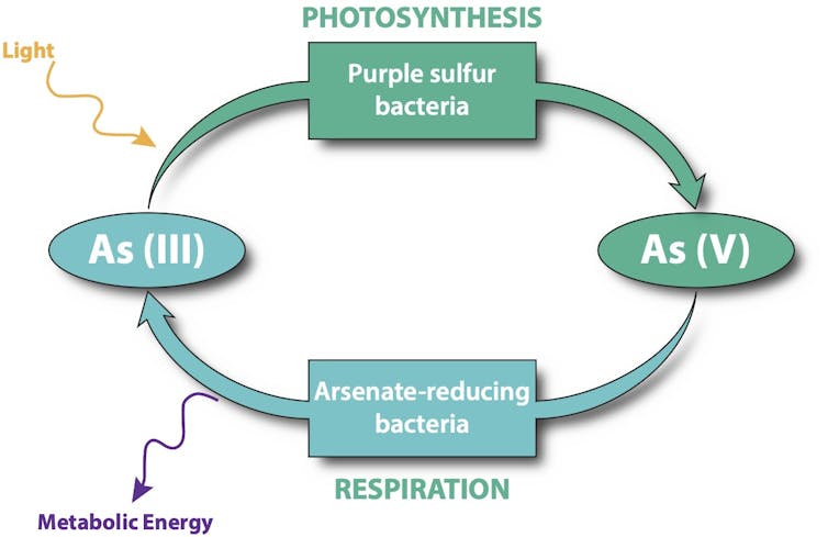 Ancient microbial life used arsenic to thrive in a world without oxygen