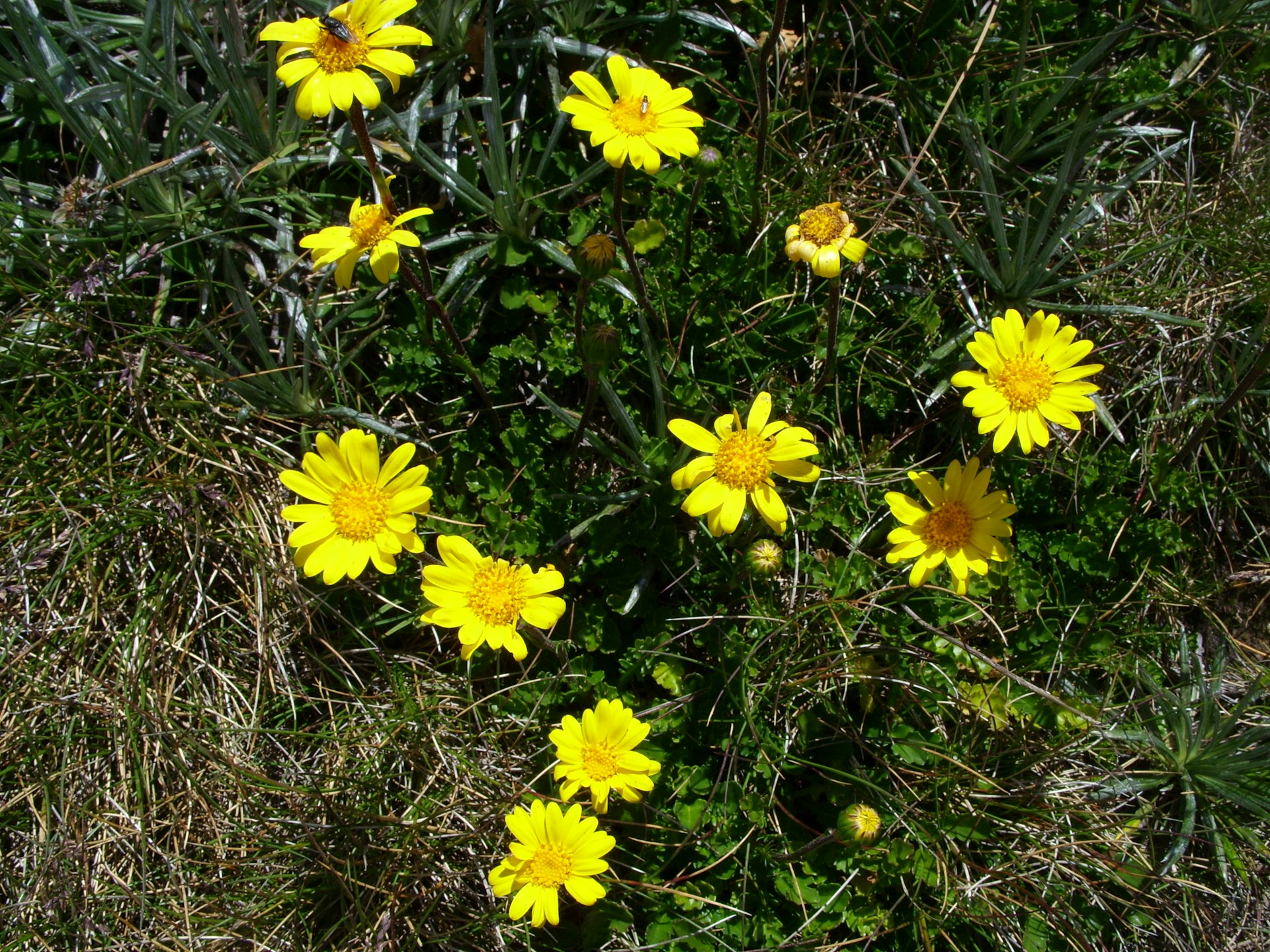 We Accidentally Found A Whole New Genus Of Australian Daisies You Ve Probably Seen Them On Your Bushwalks