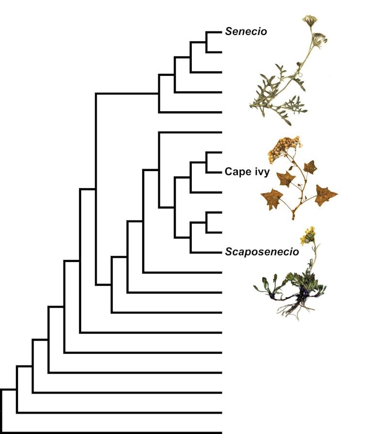 Simplified phylogenetic tree