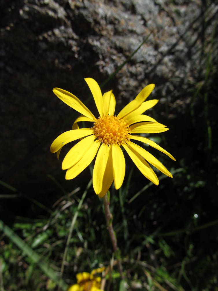 Close-up of a single yellow daisy