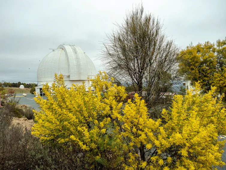 Wattle on a cloudy day