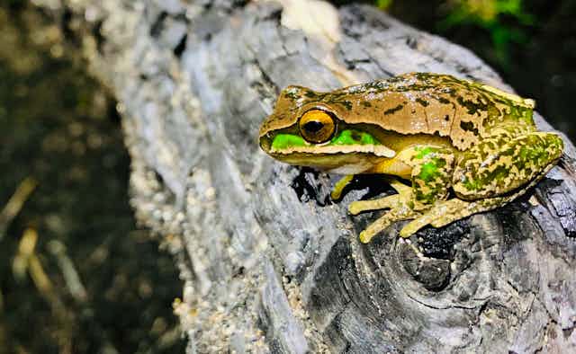 A frog on a log