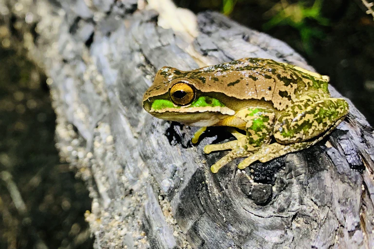 A frog on a log