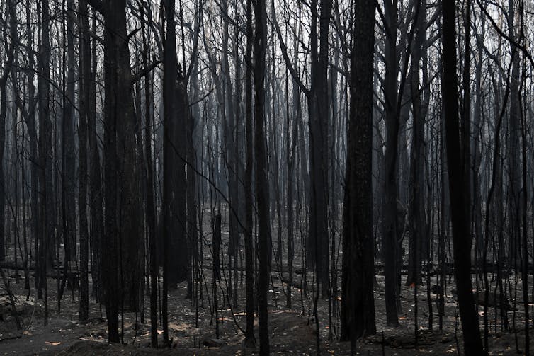 Burnt bushland