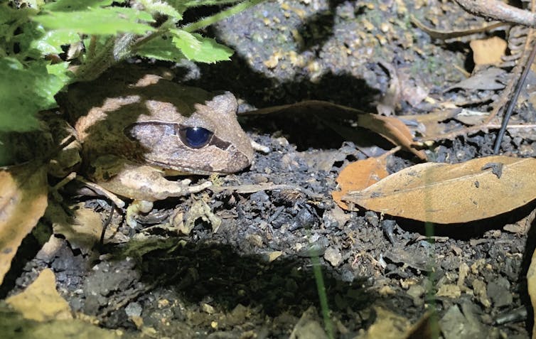 Frog hides in burnt leaf litter